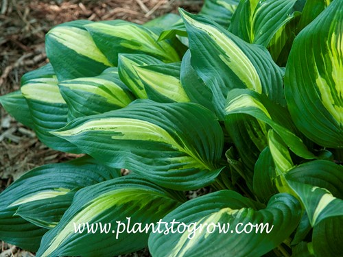 Hosta 'American Sweet Heart'